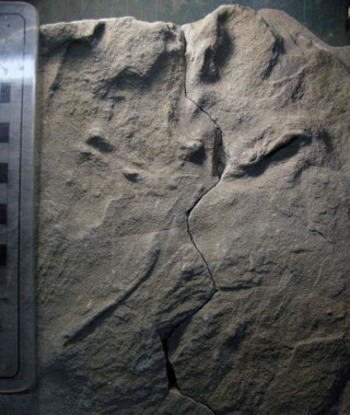 Illustration for article titled Big, 100-Million-Year-Old Bird Tracks Discovered in Australia